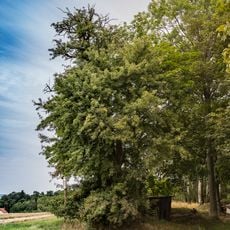 Hrušeň v Klokočné