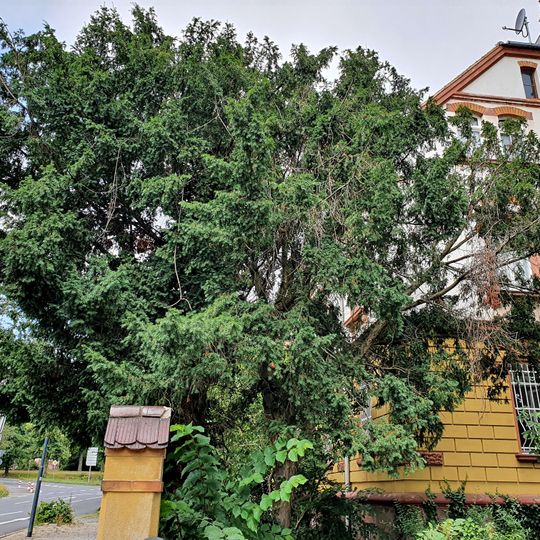 Eibe in Leipziger Strasse