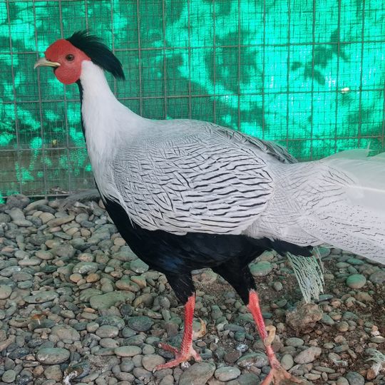 Πάρκο Πουλιών Σάββας