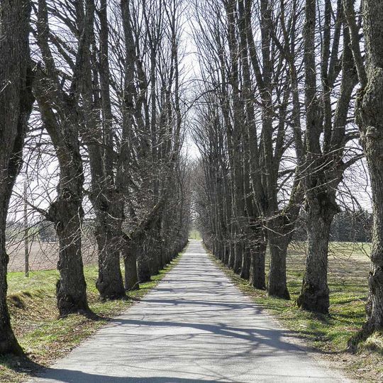 Mencendarbes liepu aleja