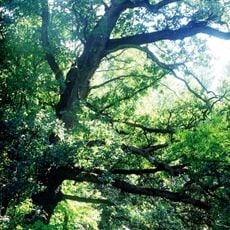 Ділянка вікових дубів Василівської лісової дачі