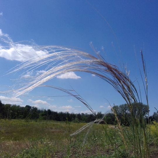 Starokasianivskyi Reserve