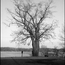 Lípa velkolistá u Dobčic