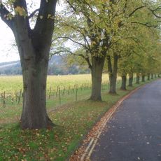 Surrey Hills