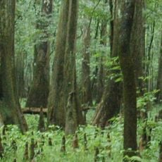 Congaree Ulusal Parkı