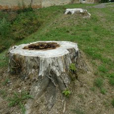 Dvojice jilmů v Budči