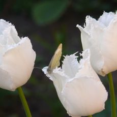 Сарненський дендропарк