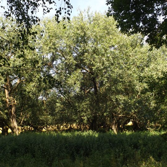 Vrba křehká u rybníku Krylovec za Oborou