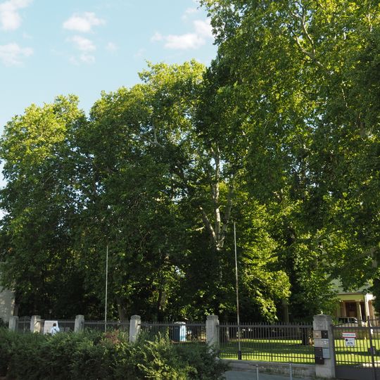 Drei Platanen Josef-Nawrocki-Straße 16