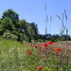 Heideflächen an der Steige