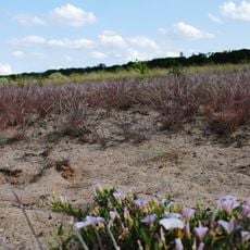 Astheimer Dürringswasen