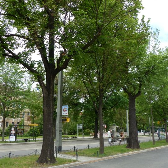 Flatter-Ulmen Sachsenplatz