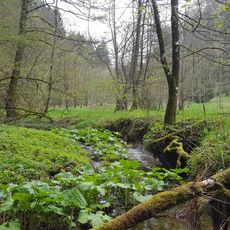 Eckenbach-Quellbäche