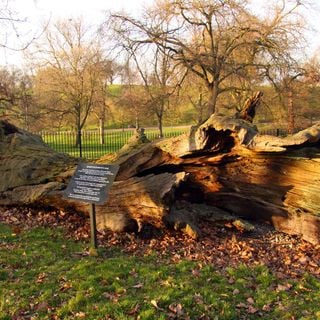 Queen Elizabeth's Oak, Greenwich Park