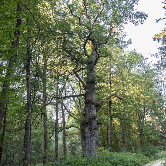 Eichengruppe am Unteren Egelsee