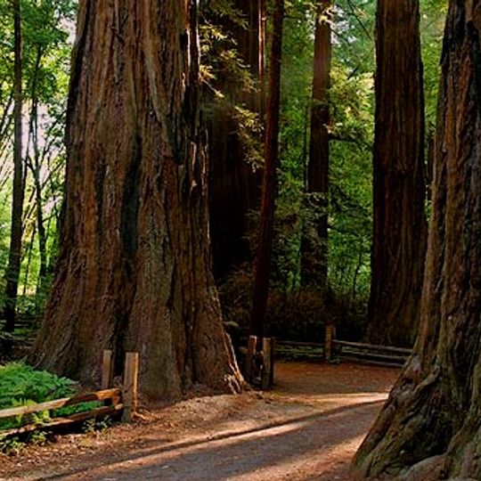 Henry Cowell Redwoods State Park