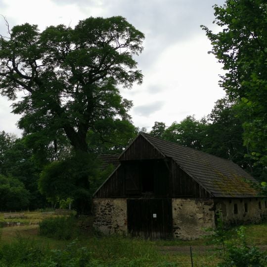 Robinie an den Teichen am alten Schafstall in Jannowitz