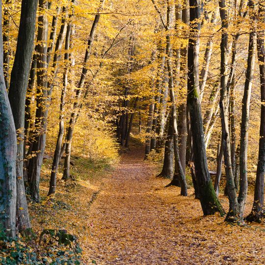 Wickerbachtal bei Kloppenheim
