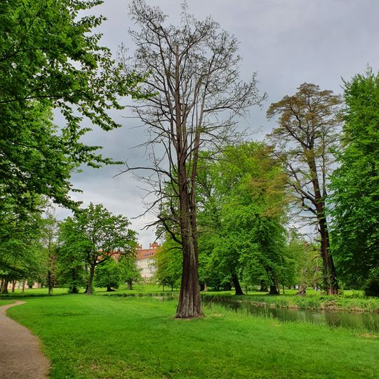 Naturdenkmal Sumpfzypresse Schlosspark, ca. 220 m südöstlich vom Schloss und 200 m nordöstlich der Orangerie in Lübbenau/Spreewald