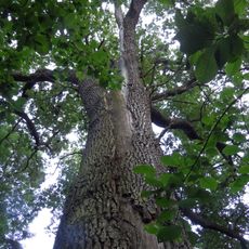 Dub ve Veltrubském luhu