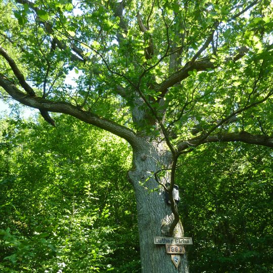 1 Eiche, sog. "Luther-Eiche"