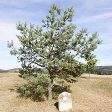 Památný kámen na kótě 633 m.n.m. severně od kostela sv. Michaela ve Vitochově