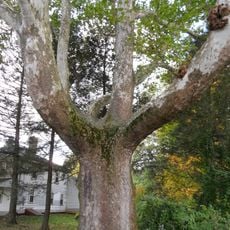 Buttonball Tree