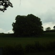 Weißbuchengruppe (7 Bäume)