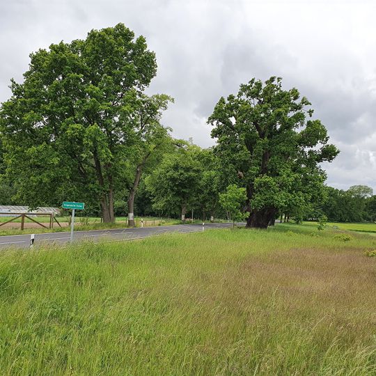 Krügersdorfer Eichen