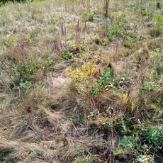 Starchenkivs'kyi Entomological Preserve