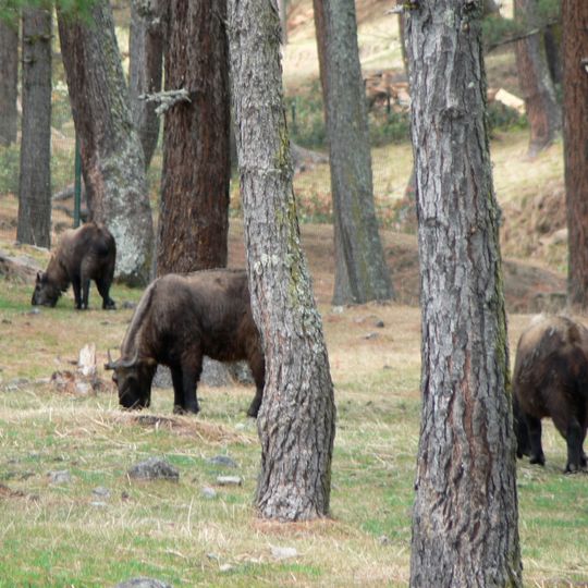 Motithang Takin Preserve