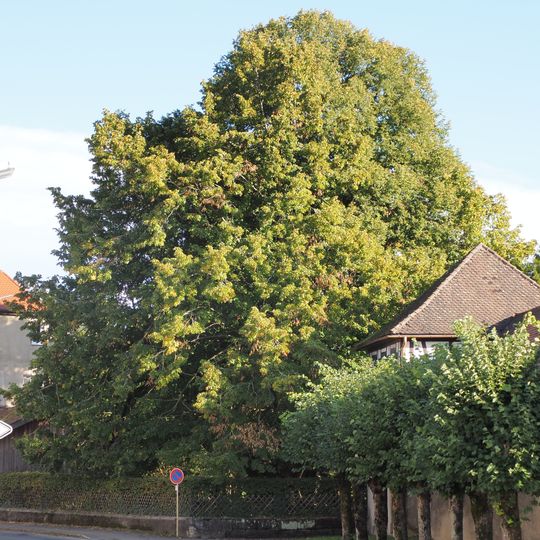 Alte Linde beim Unteren Schloß