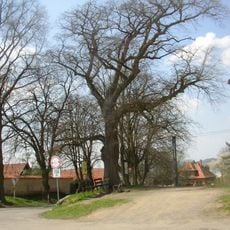 Lípa u kostela v Hrusicích