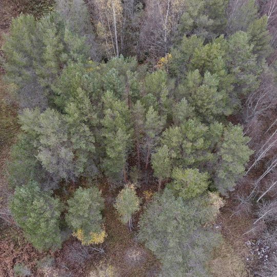 Культовая роща