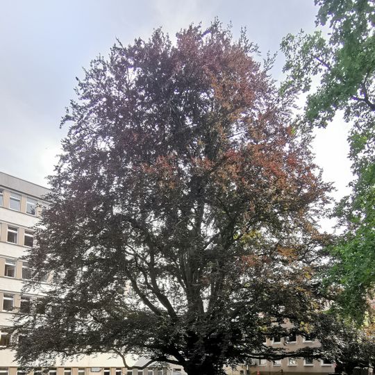 Naturdenkmal Blutbuche Naumannstraße Blasewitz Dresden