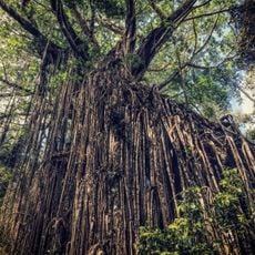 Curtain fig tree