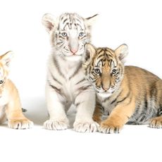 Safari Lodge Photo Encounter (Reservation Only)