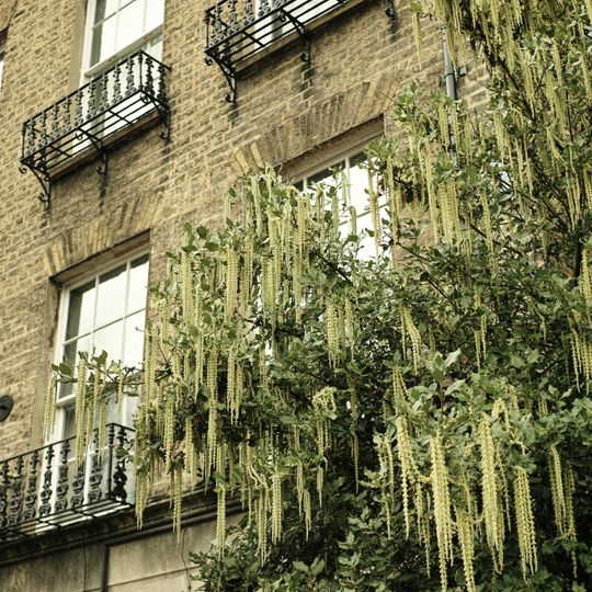 11 And 12, Trumpington Street