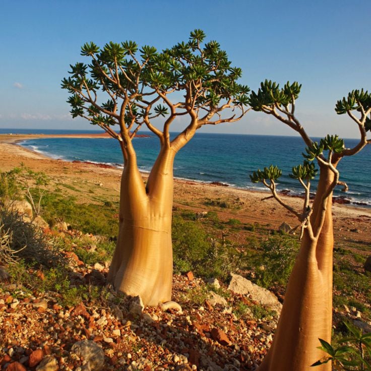 Insel Sokotra