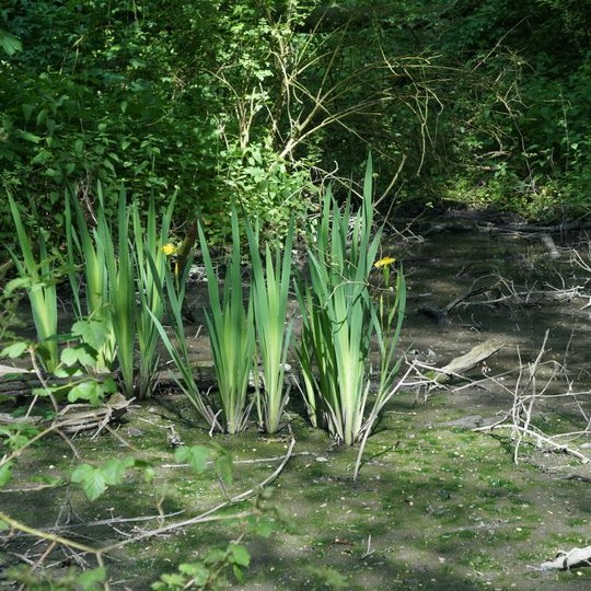 Marais De Wagnonville
