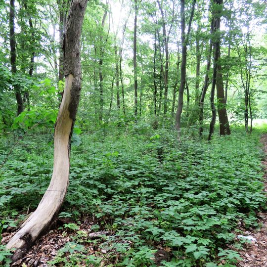 Park w Kraśniczej Woli