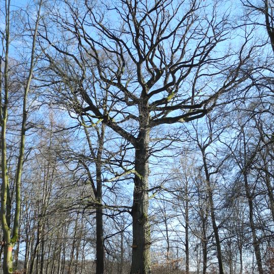 Karolineneiche von Königshagen