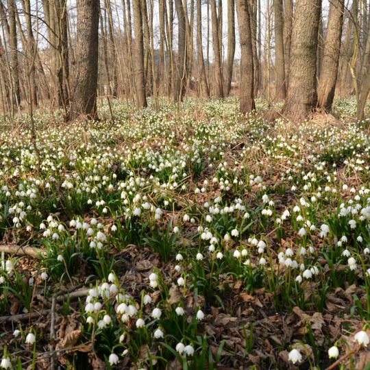 Třebichovická olšinka