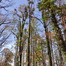 Břízy tmavé u Raduňských rybníků