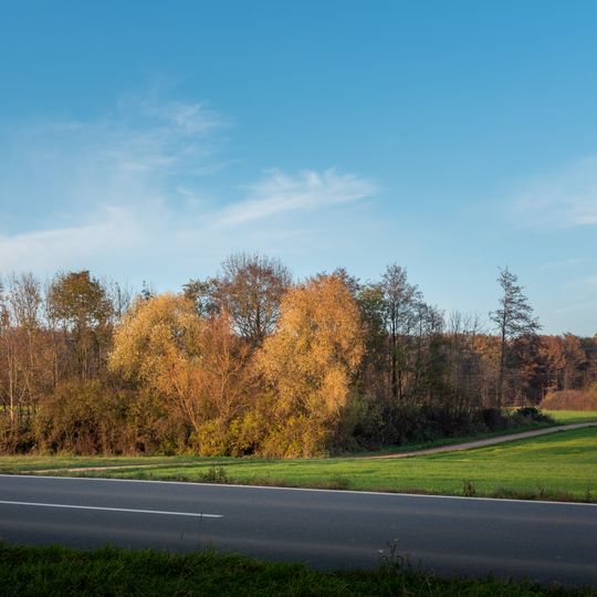 Feldgehölze im Gewann Horb