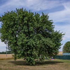 2 kusy hrušně obecné