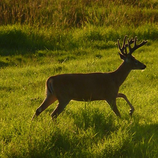 Julia Butler Hansen Refuge for the Columbian White-Tailed Deer