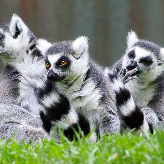 Lemurs Park