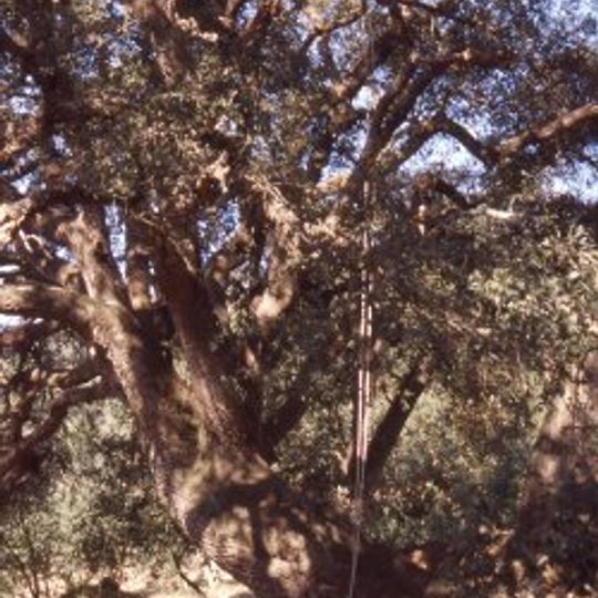 Alzina de Can Farrerons