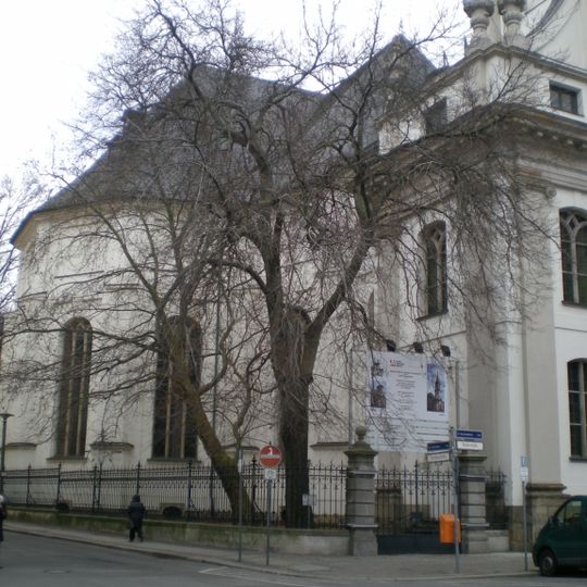 Amerikanischer Zürgelbaum Klosterstraße Ecke Parochialstraße